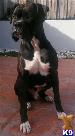 anialvarez Picture 1